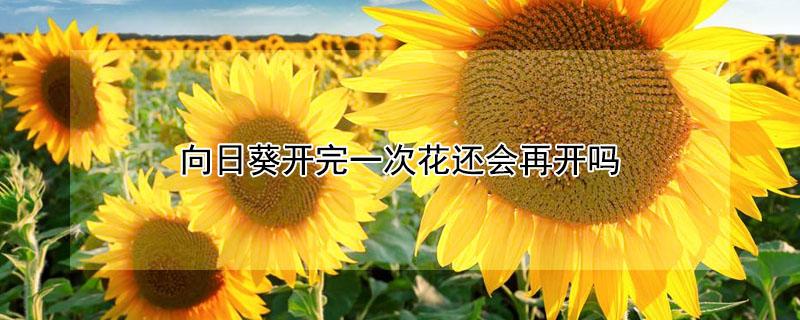 向日葵开完一次花还会再开吗（向日葵开完花后）