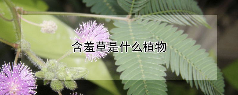 含羞草是什么植物 含羞草是什么植物大战僵尸