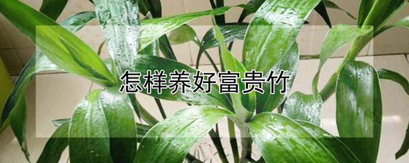 怎样养好富贵竹（怎样养好富贵竹花）