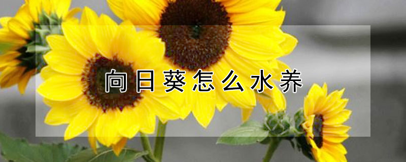 向日葵怎么水养 夏天向日葵怎么水养