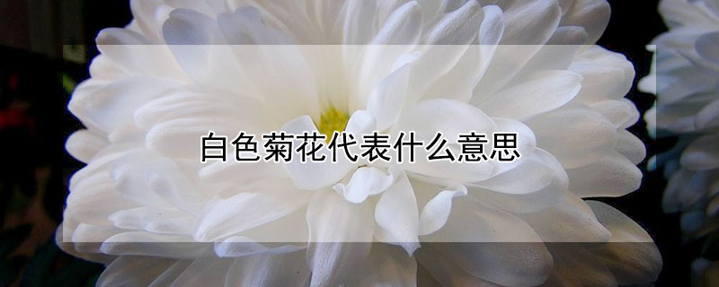 白色菊花代表什么意思 白色菊花象征什么