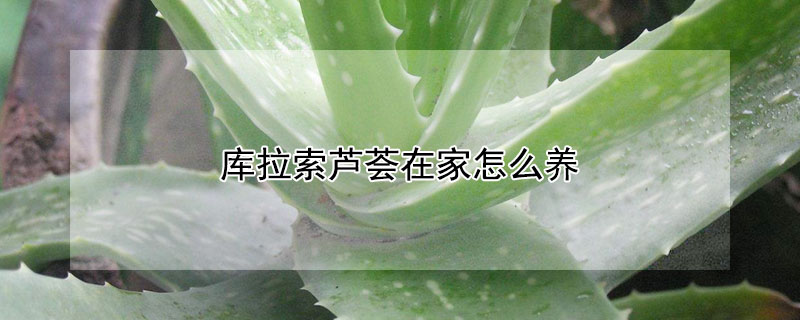 库拉索芦荟在家怎么养 库拉索芦荟的养殖方法