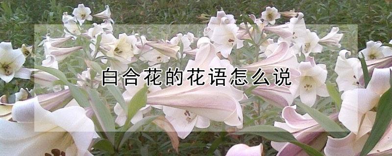 白合花的花语怎么说（百合花的花语）