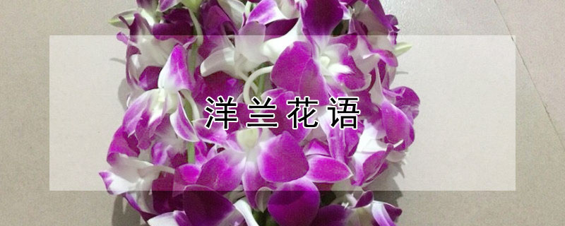 洋兰花语（洋兰花语是什么意思）