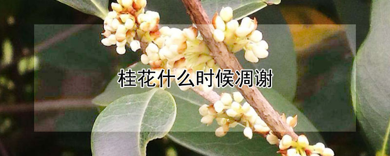 桂花什么时候凋谢（桂花什么时候凋谢?）