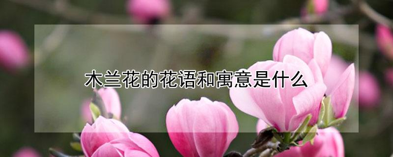 木兰花的花语和寓意是什么 木兰花花语及象征