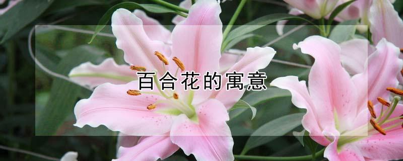 百合花的寓意（百合花的花语）