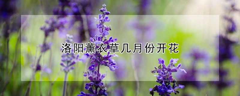 洛阳薰衣草几月份开花（薰衣草开花季节是几个月）