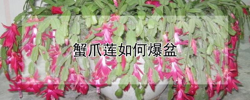 蟹爪莲如何爆盆（盆栽蟹爪莲）