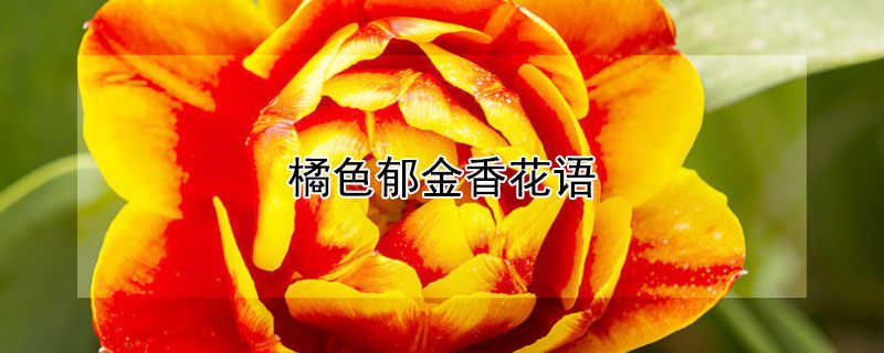 橘色郁金香花语（橘黄色郁金香花语）