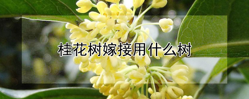 桂花树嫁接用什么树（桂花树可用什么树嫁接）