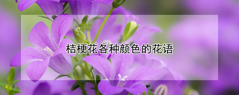 桔梗花各种颜色的花语 桔梗花什么颜色的花语