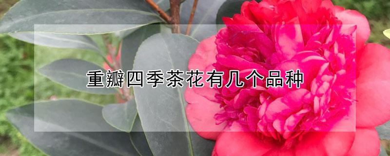 重瓣四季茶花有几个品种（四季茶花重瓣的有哪些品种）