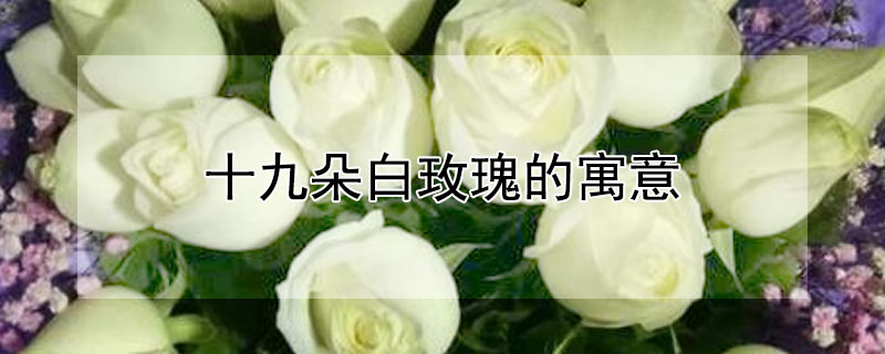 十九朵白玫瑰的寓意 十九朵白玫瑰花代表什么