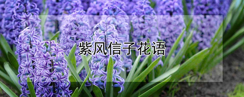 紫风信子花语 紫色花信子花语