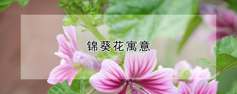 锦葵花寓意（锦葵花花语是什么）