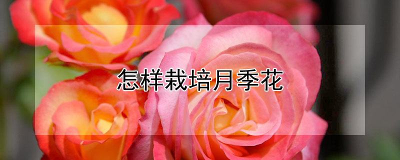 怎样栽培月季花（月季花如何栽种）