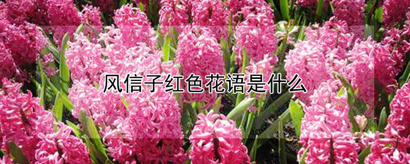 风信子红色花语是什么（红色风信子图片和花语）