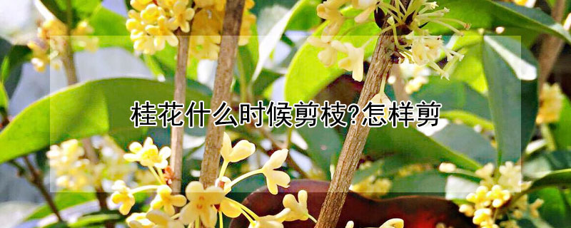 桂花什么时候剪枝?怎样剪 桂花怎样修剪枝什么时候剪