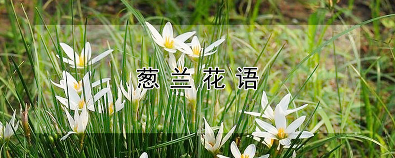 葱兰花语 葱兰花语是什么