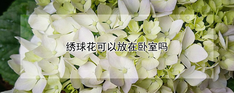 绣球花可以放在卧室吗 绣球花不能放在卧室吗