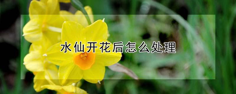 水仙开花后怎么处理 水仙开完花后怎么处理方法