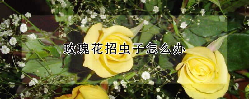 玫瑰花招虫子怎么办 玫瑰花有虫怎么治