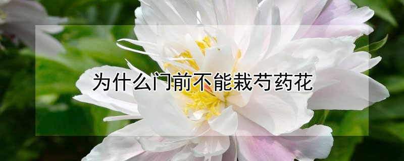 为什么门前不能栽芍药花 芍药花为啥不在门前栽