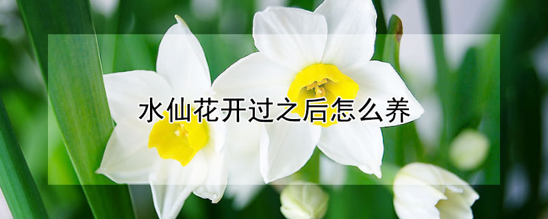 水仙花开过之后怎么养（水仙花开花之后怎么养）