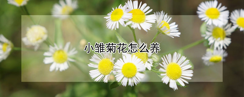 小雏菊花怎么养 小雏菊花瓶怎么养