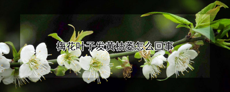 梅花叶子发黄枯萎怎么回事（梅花叶子黄了）