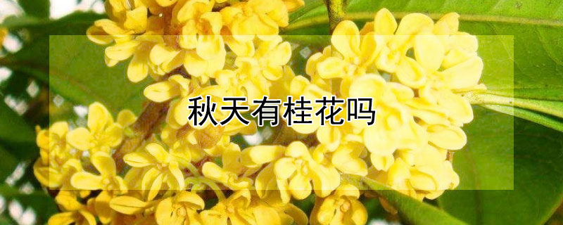 秋天有桂花吗（秋天是不是有桂花）