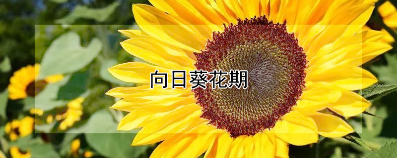 向日葵花期（向日葵花期多少天）