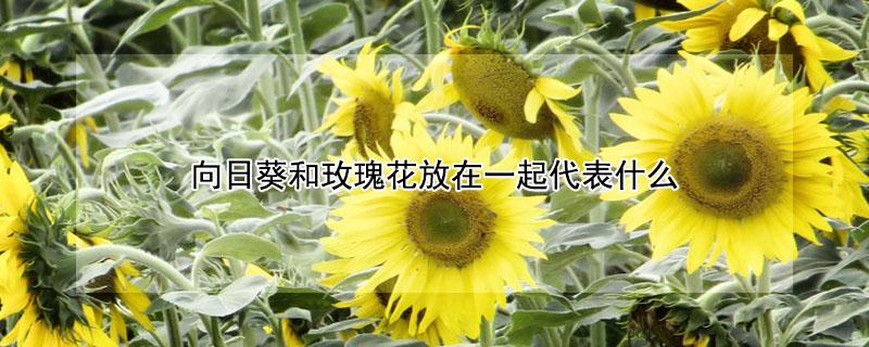 向日葵和玫瑰花放在一起代表什么（向日葵和粉色玫瑰花放在一起代表什么）