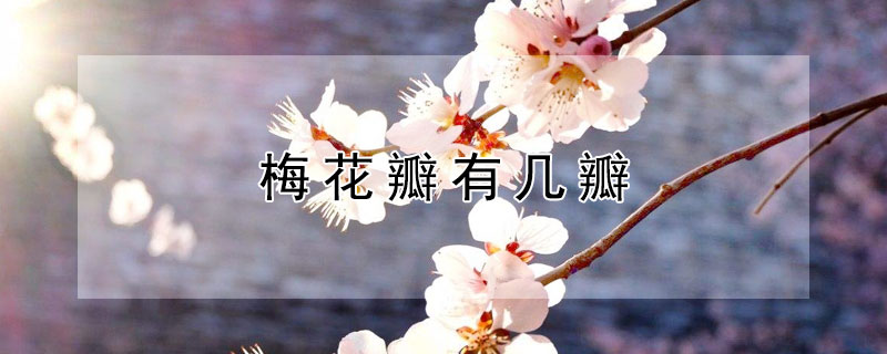 梅花瓣有几瓣（梅花花瓣有几瓣）