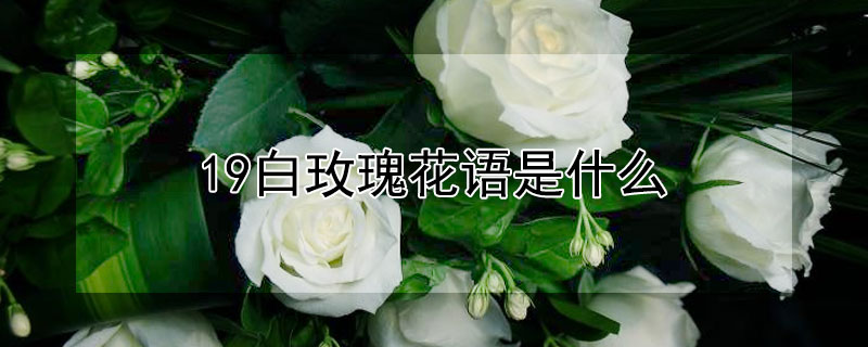 19白玫瑰花语是什么（白的玫瑰花语）