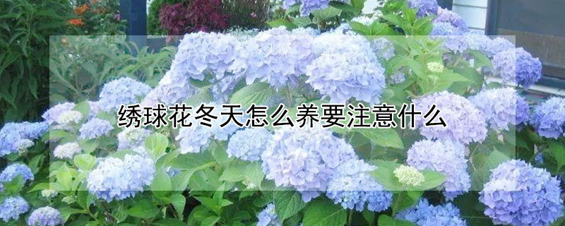 绣球花冬天怎么养要注意什么（绣球花冬天怎样养）