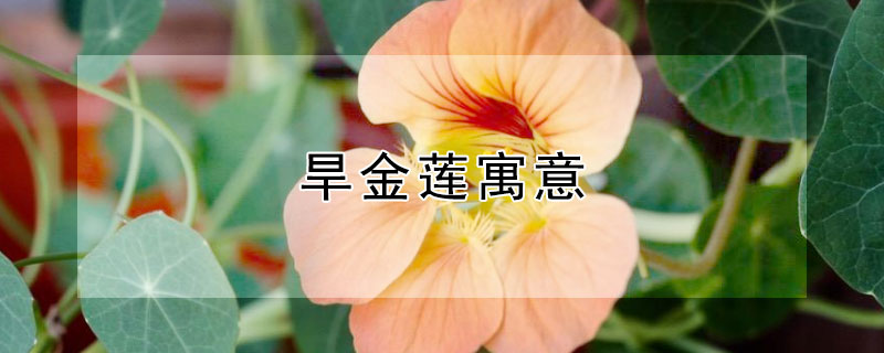 旱金莲寓意（旱金莲又叫什么名字）