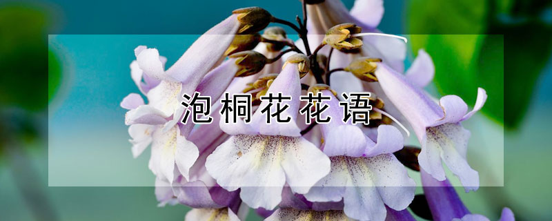 泡桐花花语 泡桐花寓意