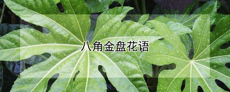 八角金盘花语（八角金盘花语及寓意）