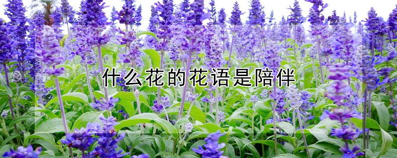 什么花的花语是陪伴（什么花的花语是陪伴守护）