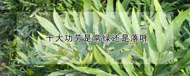 十大功劳是常绿还是落叶（十大功劳是落叶还是常绿植物）