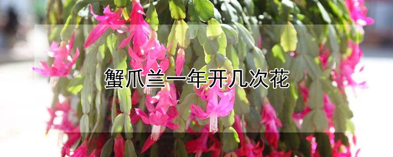 蟹爪兰一年开几次花（蟹爪兰一年开几次花,怎么养）