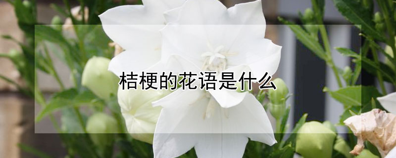 桔梗的花语是什么 香槟色洋桔梗的花语是什么