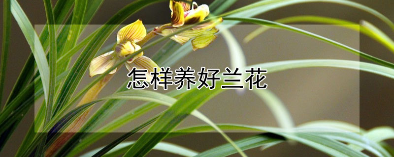 怎样养好兰花 兰花养殖