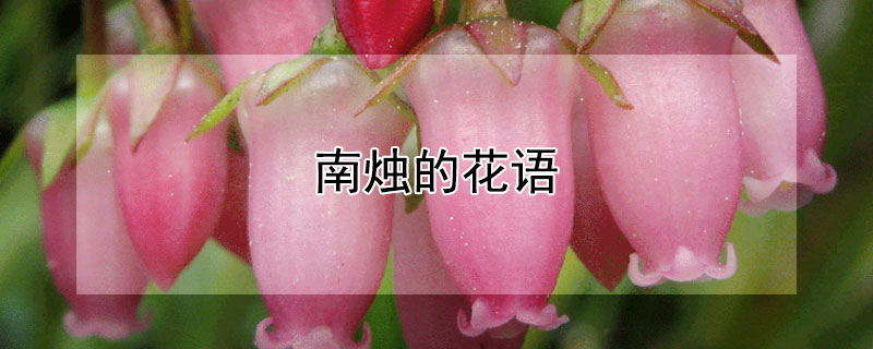 南烛的花语（南烛是什么）