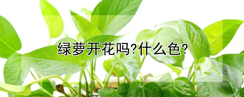 绿萝开花吗?什么色?（绿萝是不是绿色开花植物）