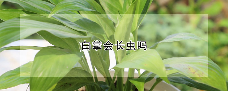 白掌会长虫吗（白掌长虫子）