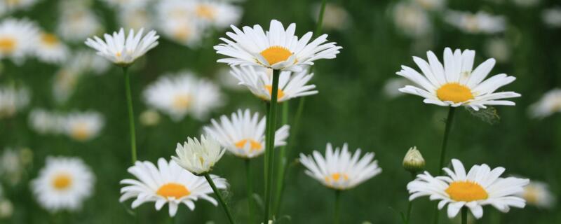 白色大滨菊花语 白色杭菊花语