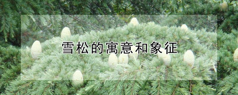 雪松的寓意和象征（雪松的赞美句子与寓意）